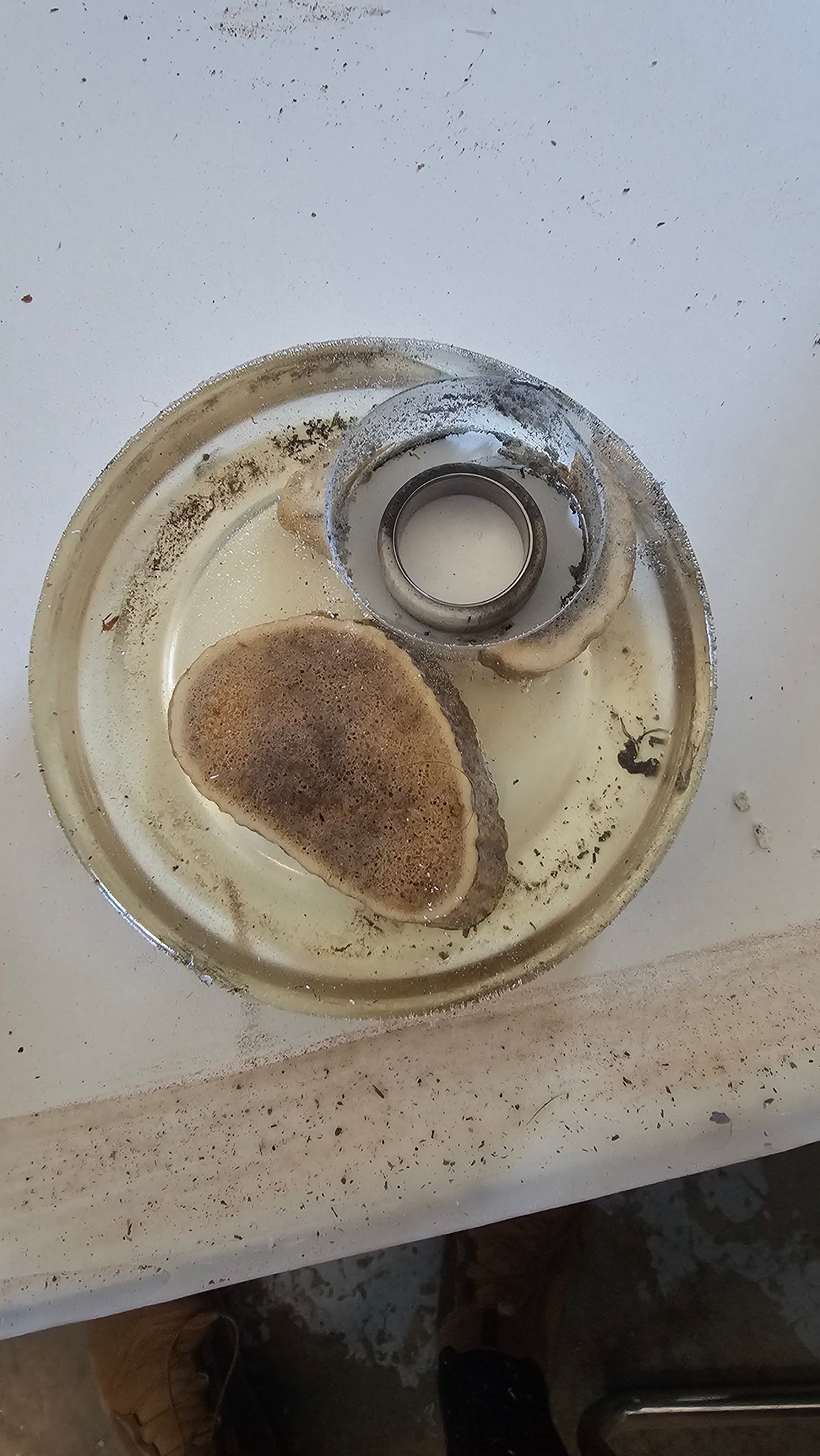 "The Whitetail" deer antler and titanium men's ring